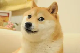 Doge的“币”路终结？废柴Cheems和网红Kabosu相继离世！图片