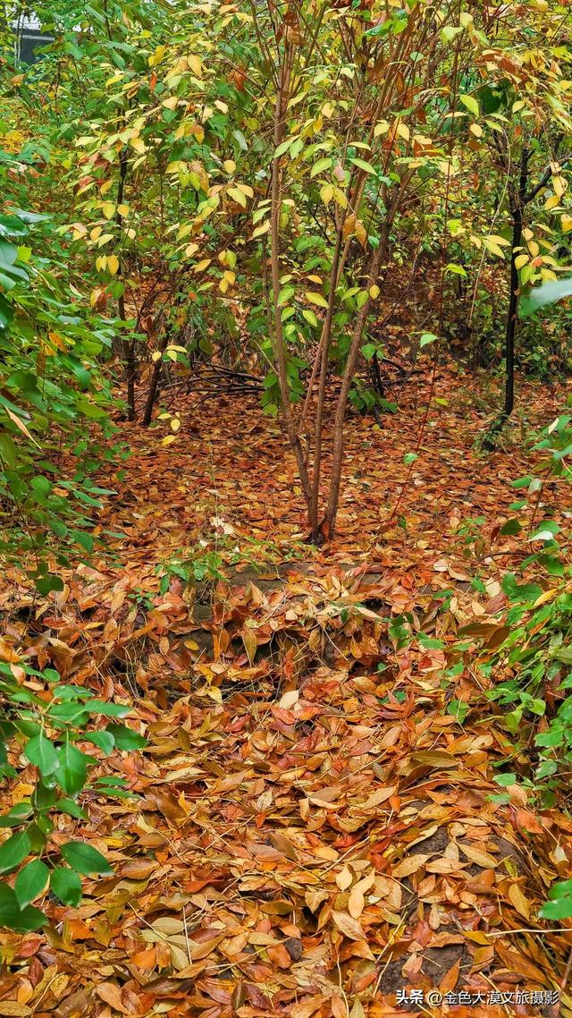 秋染五泉山:兰州城畔的千年诗意与一季斑斓