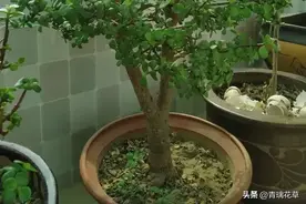 真的是高手在民间，看看花友是怎么把普通花草养成了买不起的样子图片