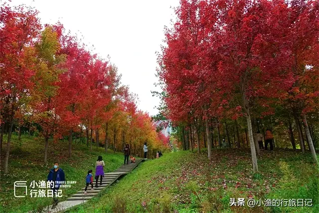 天晴啦！西安第一波红叶已上线！这片秘境小森林，又到一年最美时