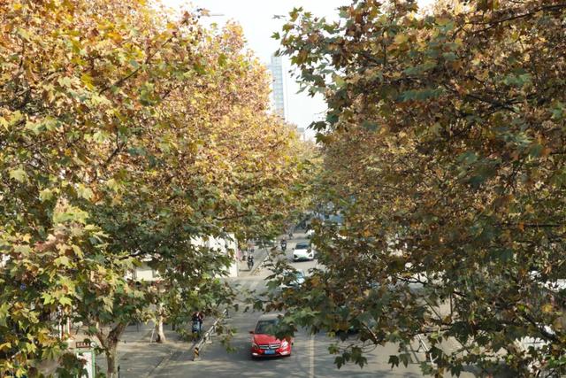 一袭焦糖色冬装！郫都老城梧桐，解锁街头温暖诗意
