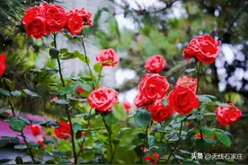 一起来看花的盛宴！石家庄公园“多巴胺”大赏图片