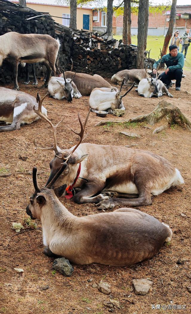 在深秋的根河邂逅驯鹿