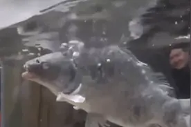 把活鱼丢进零下196度液氮，鱼被冰冻，拿出放到水里真就活了吗？图片