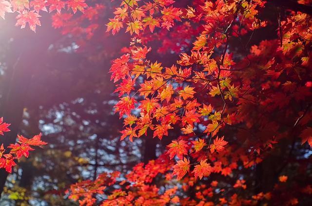 🍁天柱山红叶观赏终极指南——秋日限定，邂逅醉美“枫”情