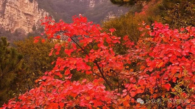 【视觉永济】红叶映云海 五老峰初冬盛景邀您打卡