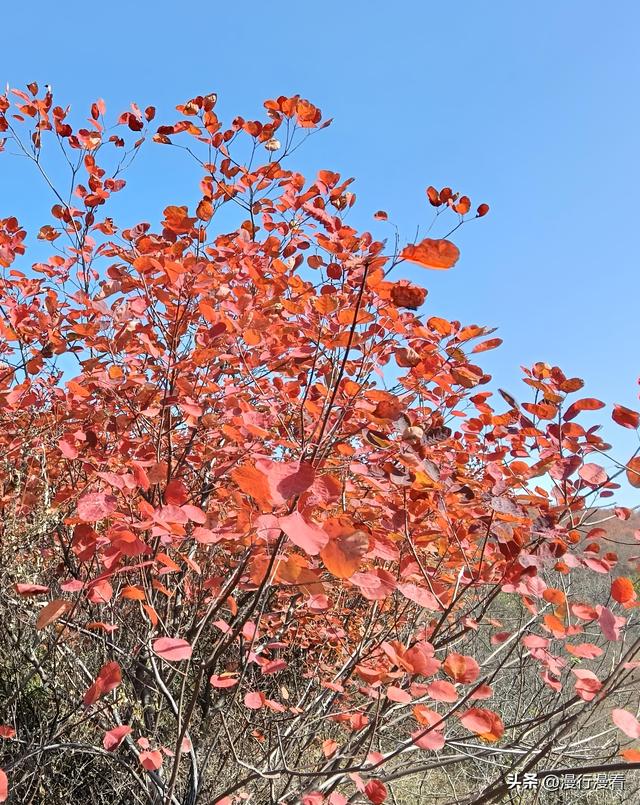 看红叶不怕晚，东焦村红叶正当时