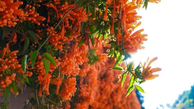 弥勒炮仗花瀑布，太出片了！多个打卡点→