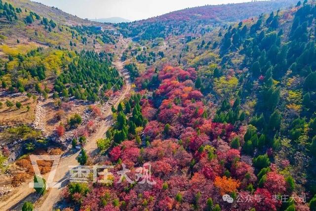 实拍枣庄牛郎山进入红叶观赏期！