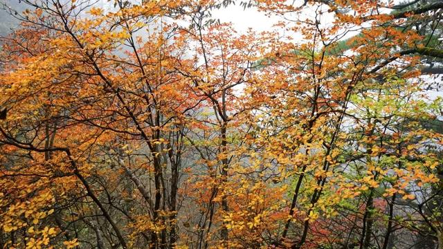 黄山秋景现场播报：云海“开挂”，秋色“沸腾”，抓紧冲