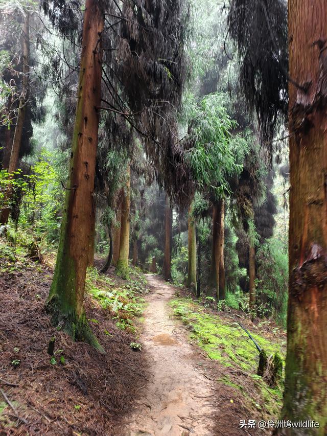 四川行(73)什邡红枫岭徒步到钟鼎寺