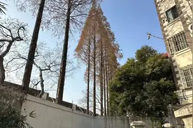 极度崩溃！40棵30米高“巨无霸”，落叶成灾！沪上小区居民，苦熬十多年图片