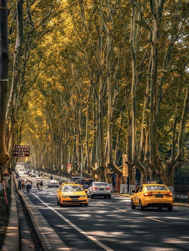 石象路银杏黄了！秋日南京必走的几条经典路线