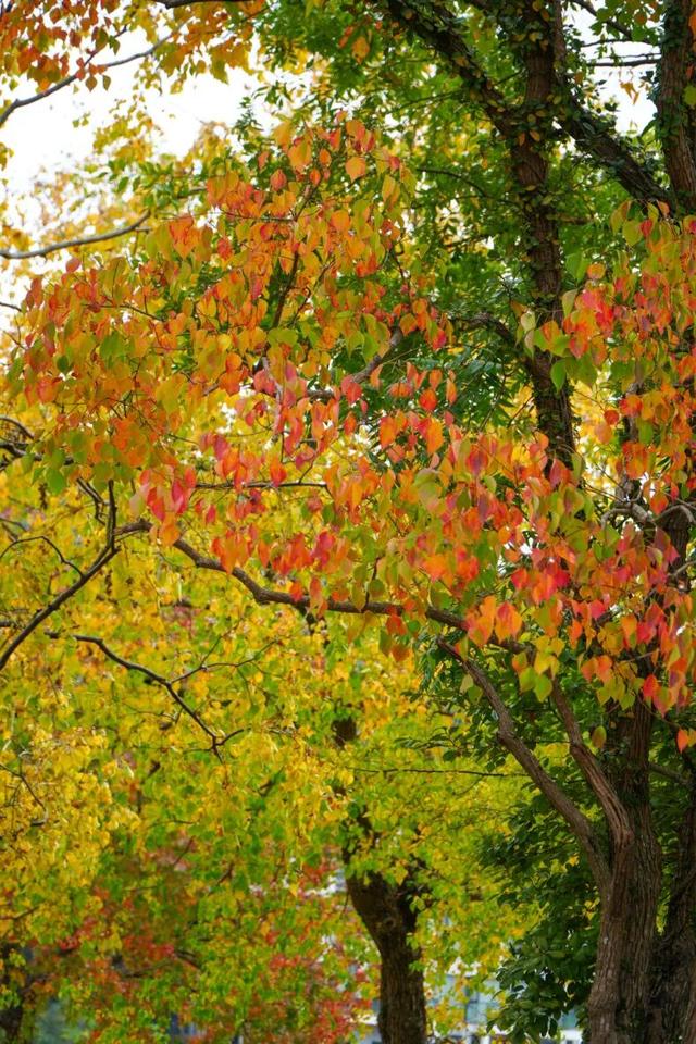 11月去塔川，邂逅乌桕树的“三级变色”，每棵树都是流动的油画