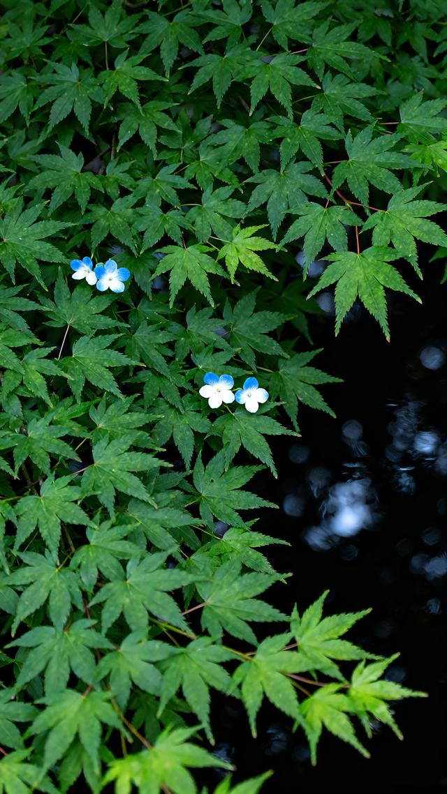 丝丝春意，抹去缕缕寒意，春天美景分享，太治愈了！