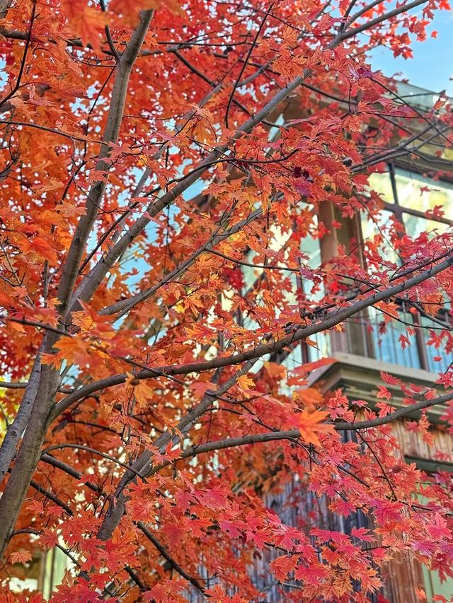 谁懂啊？这里的红枫，才是秋日“天花板”！