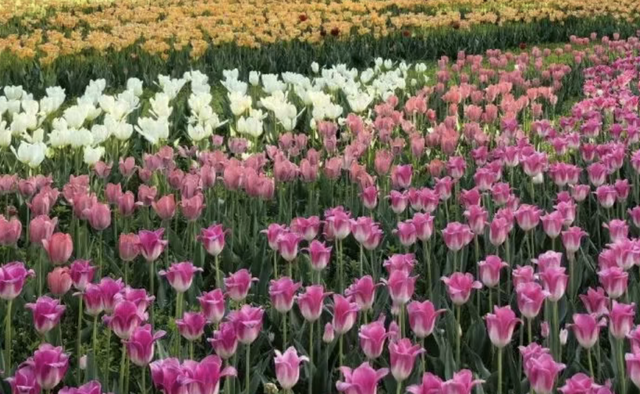 花已开，等你来！贵阳贵安2026赏花地图浪漫上线→