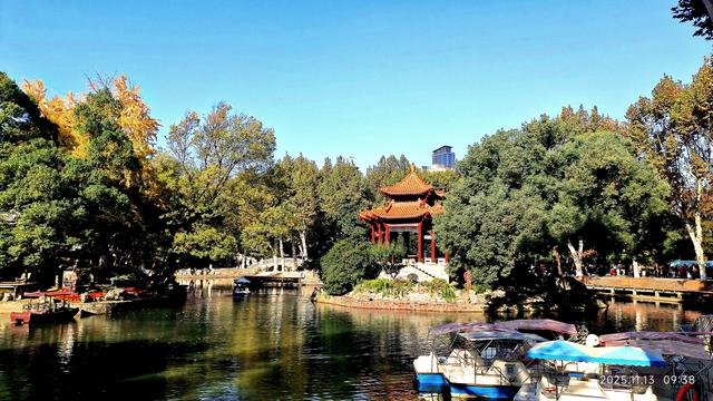 中山公园的菊花