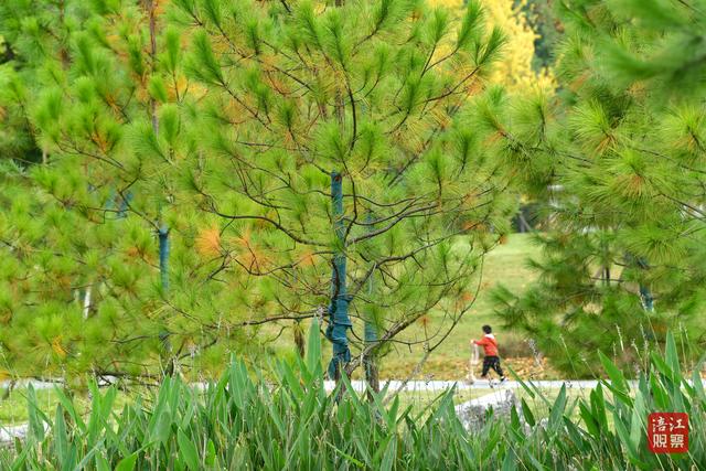 初冬时节，层林尽染，心随景动