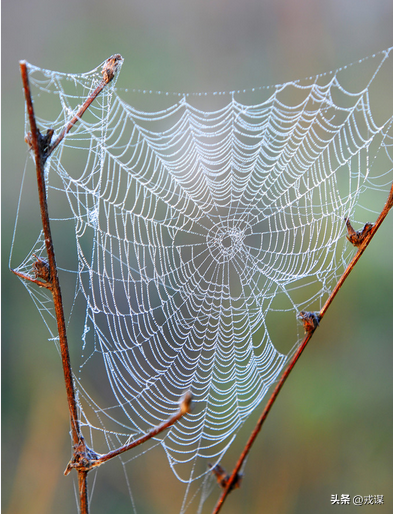 万圣节破布测物种？蜘蛛启发科学家创建人工蛛网，捕获空气中DNA