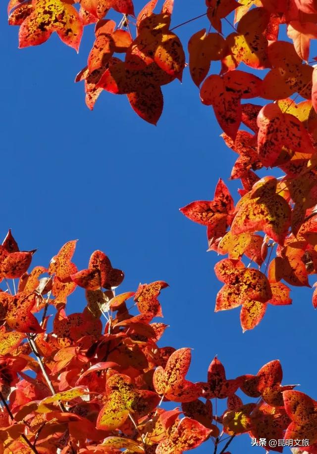 昆明西山绝美“枫”景上线!200亩的红叶秘境已进入最佳观赏期