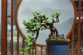 金枝玉叶要分“四步养护”，粗枝繁花是老桩，寓意好家人喜欢图片