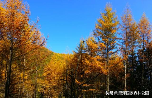 中秋快乐，云赏黑河 | 接下来的几个月，这片秘境将美成童话