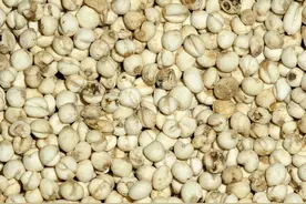 讲讲贝母，养肺，清心，化痰止咳，消肿散结，久服益人图片