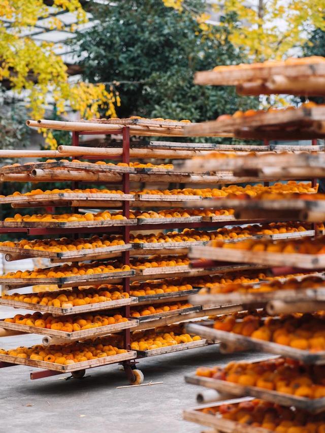 最佳观赏期!冬天来广西,指定有好“柿”!(附最新实拍图)