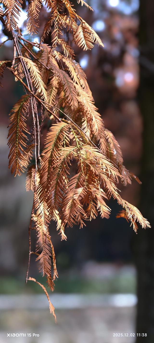 安靖蜀绣文化创意公园时下打卡好去处（手机拍一）