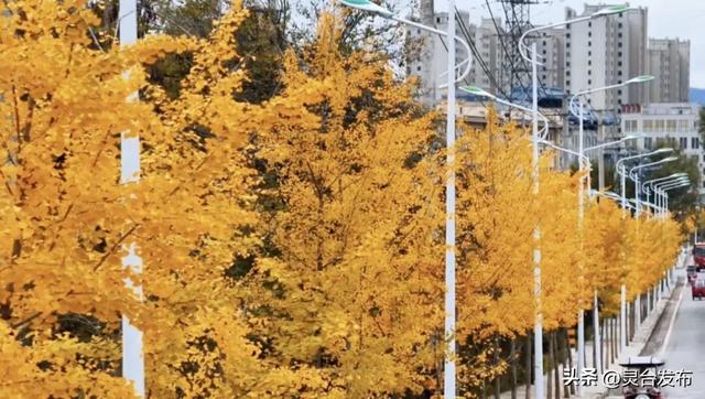 把灵台秋韵的山水诗意 都藏进这个秋天里