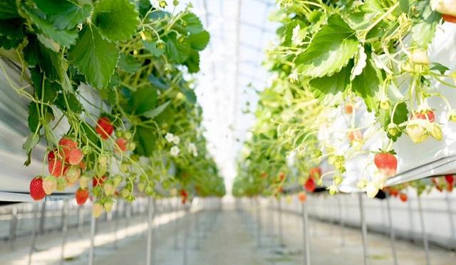 东京采草莓景点10选：新宿、涩谷当日来回、多样草莓品种吃到饱