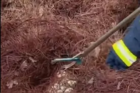 云南大理 消防紧急给剧毒蛇和58个蛋宝搬家图片