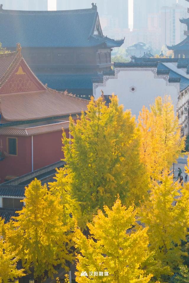 限时绝美！汉阳全城颜值巅峰，零换乘直达