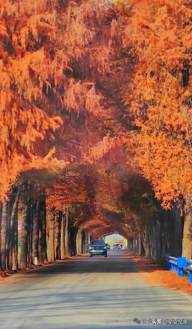 彻底火了，不是北欧是汉南！水杉隧道+落日，氛围感直接拉满！