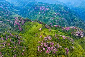 三条赏花线路出炉 重庆金佛山第十五届杜鹃花节启幕图片
