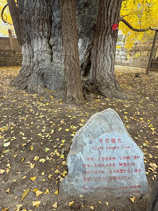 甘撒金缕苒秋寰