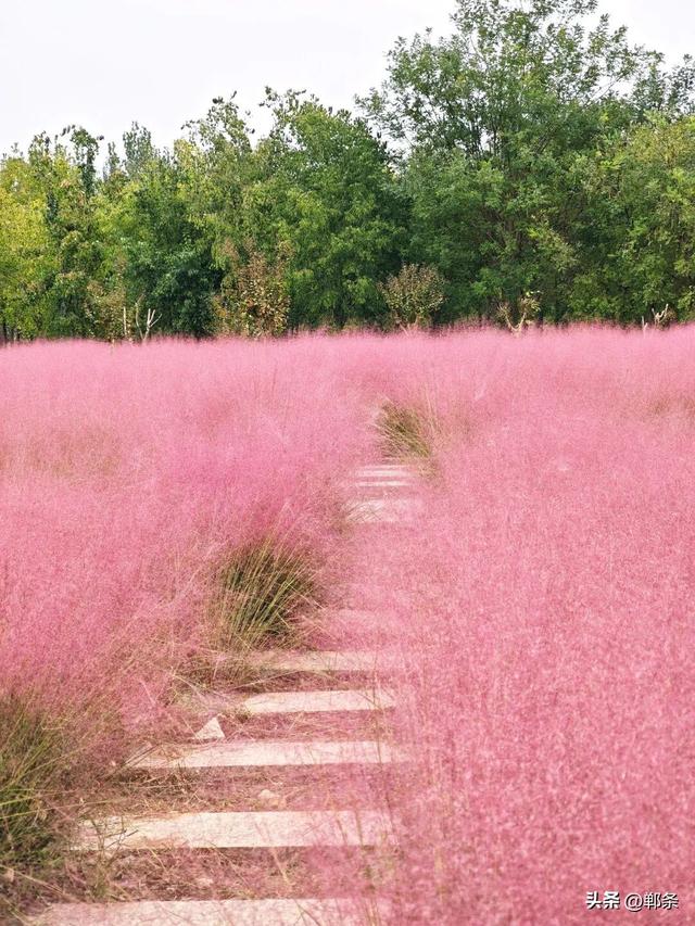 峰峰秋日“宠粉”已上线