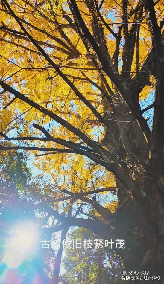 最大1600岁!黄石这几棵银杏王 你都打卡了吗?