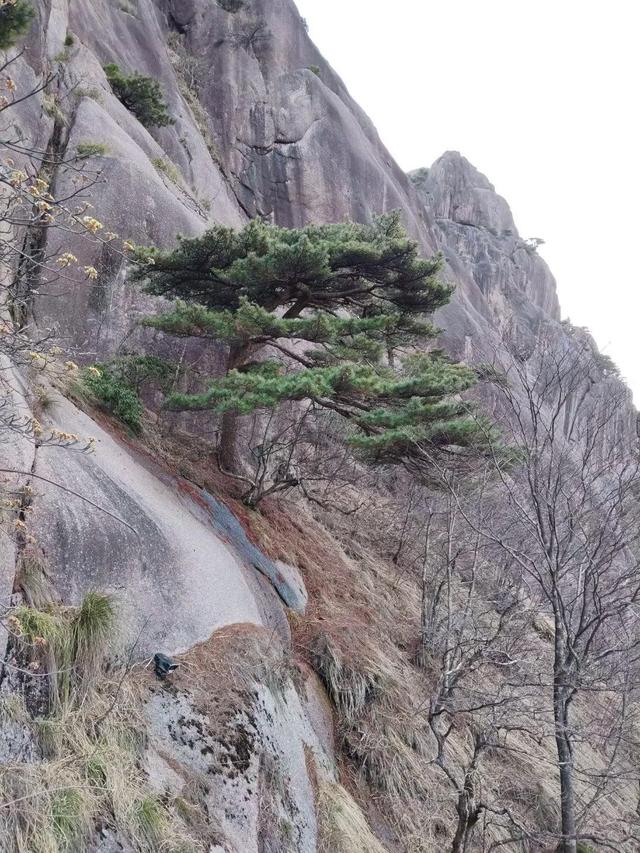 漫步黄山松掩山丛树杪，云隐仙踪徒步蹬道千阶