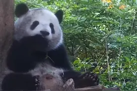 快来看脏脏包大熊猫图片