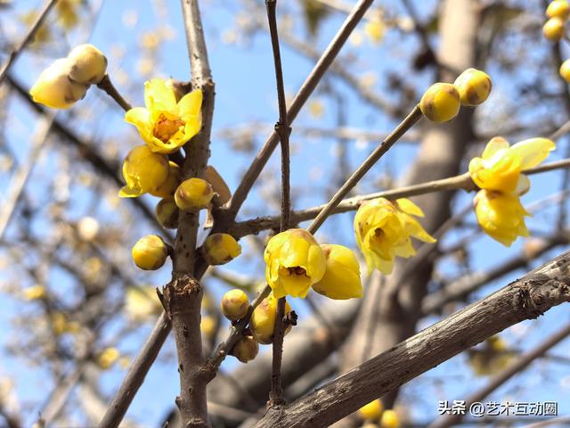 十方院赏腊梅 沉醉古韵幽香