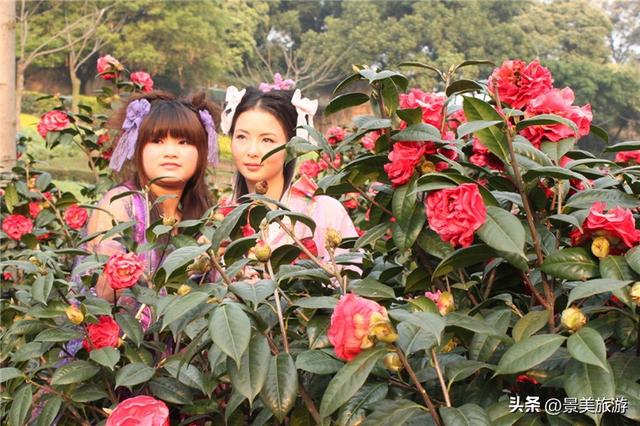 佛山这个花园国庆假期正式开放，藏在深闺的200多亩茶花出门迎客