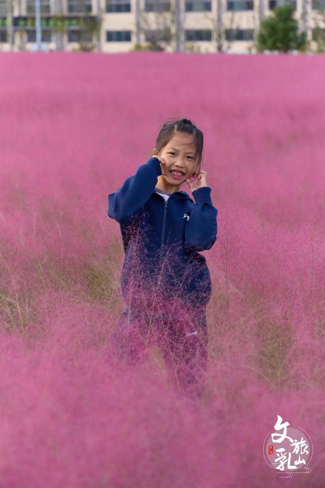 粉黛乱子草的浪漫邀约！在乳山赴一场粉色的秋日之约