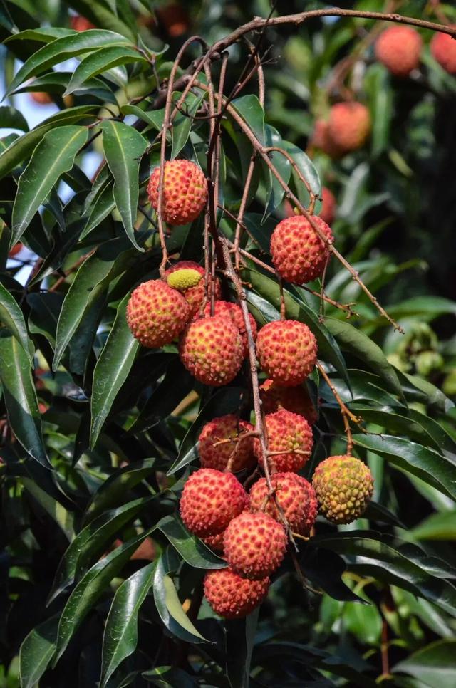 从化区江埔街入选省文旅特色镇入库级名单