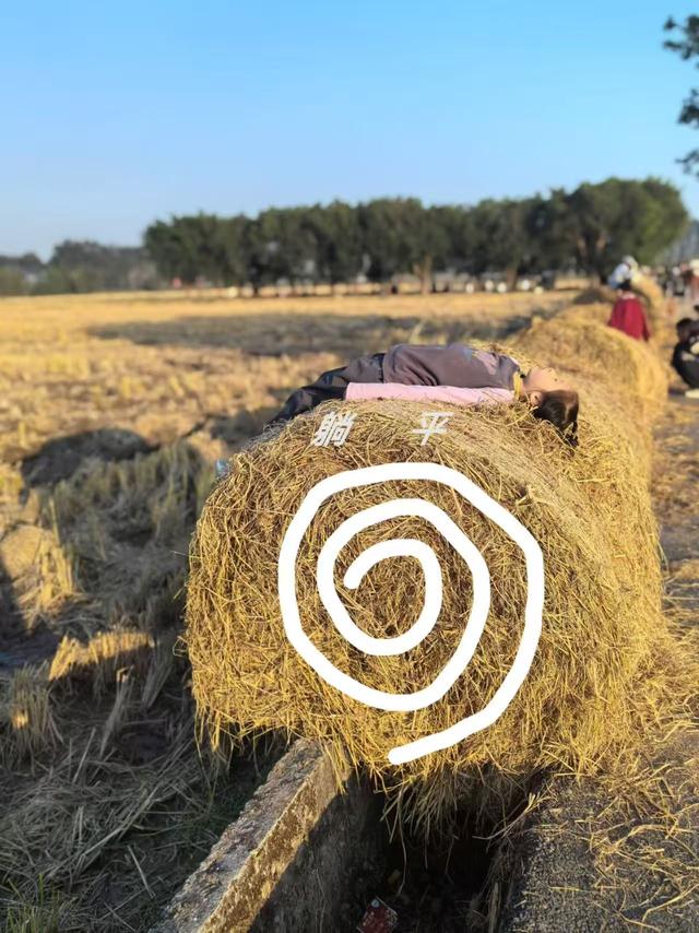 好“丰”景上线！平阳稻田里也有草垛“瑞士卷”