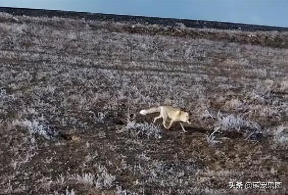 雪花纷飞山林里，小狐狸雪地蹦跳撒欢，天真烂漫模样心里暖洋洋