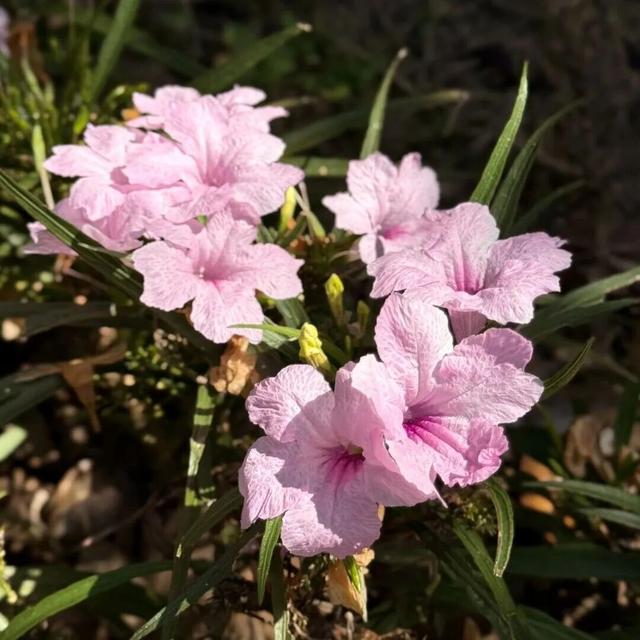惠聚美好丨秋日的红花湖，被翠芦莉温柔环绕
