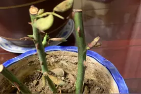 “反季”扦插月季遇“假活”，“绿小武”专家传植物越冬“宝典”图片