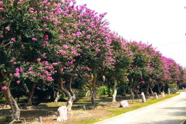 郫都这片“百日红”花海进入最美时刻！免费入园，错过等一年！